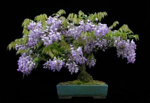 glicinia11 _wisteria_sinensis