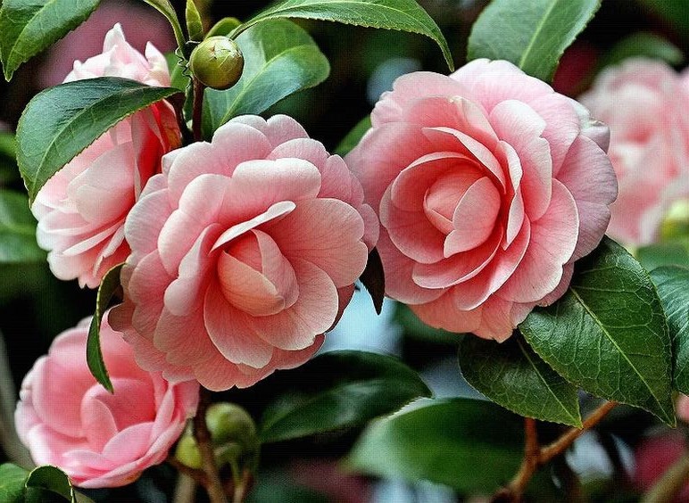 Camelias (Camellia) - Família Theaceae