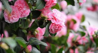Camélias (Camellia) – Família Theaceae