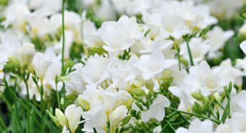 Frésia (junquilho) – Flor muito utilizada na industria cosmética