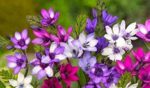 Babianas (Flor de Veludo) – Familia Iridaceae