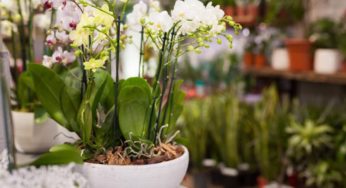 Orquídeas – pertencem à família Orchidaceae