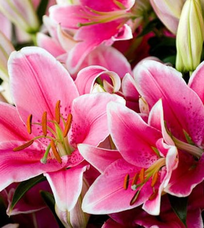 Como cuidar do Lírio (Lilium) - representa o Verão e a fartura | Blog das  Flores