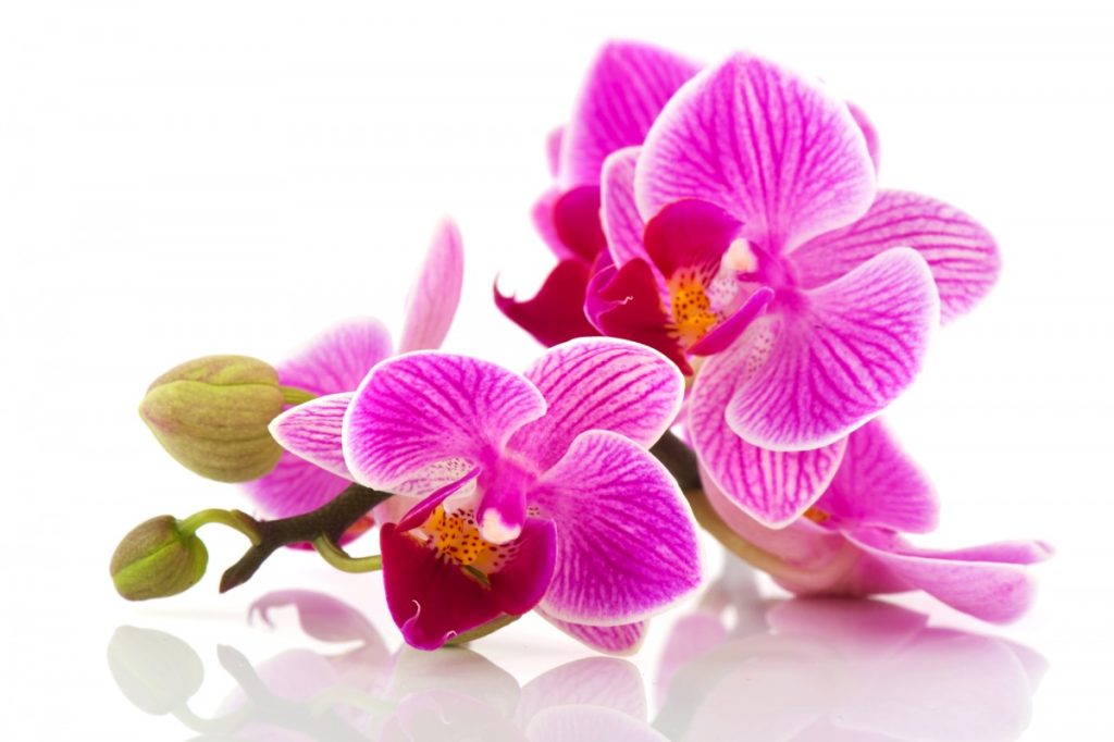 Cada cor das orquídeas têm os seu significado: