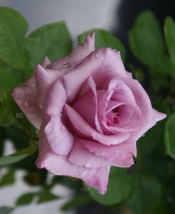 rosas-naturais-foto-34