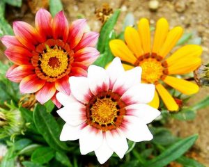Gazânias alegrar o jardim – Família Asteraceae