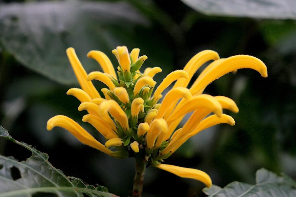 Cuidar de Jacobinias ou justicias - Família Acanthaceae em Exterior Cuidar de Jacobinias ou justicias - Família Acanthaceae