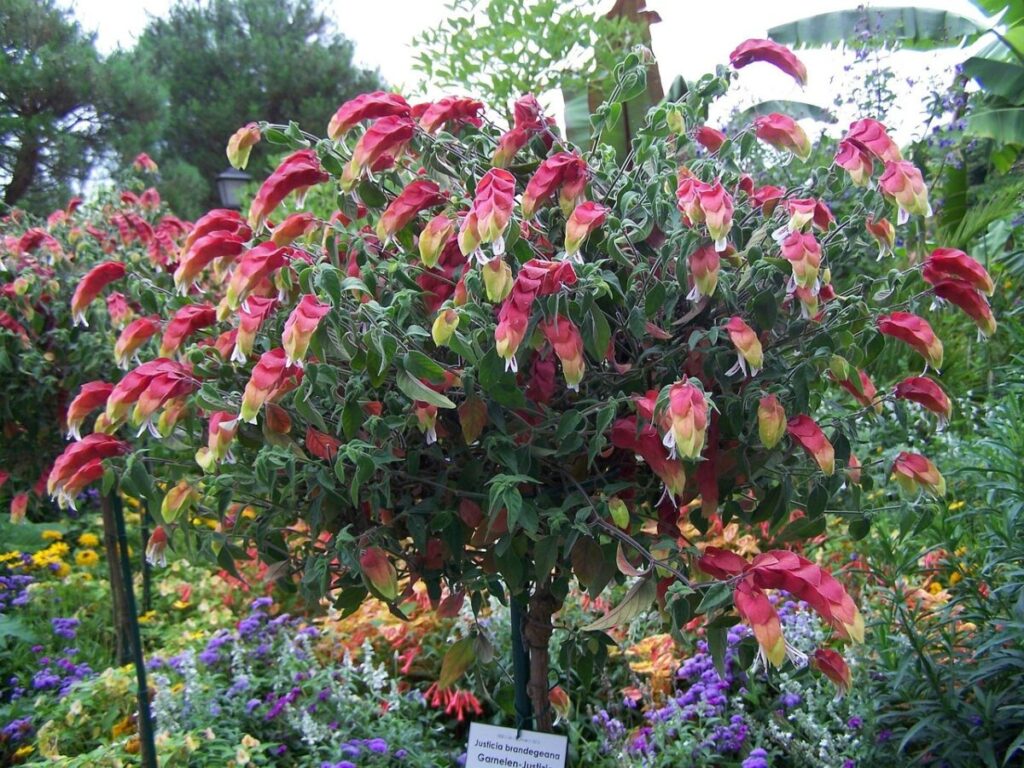 Cuidar de Jacobinias ou justicias - Família Acanthaceae em Exterior Justicia brandegeana