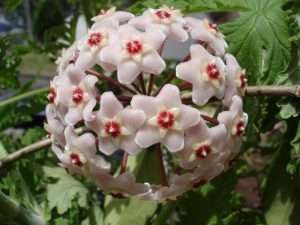 Como cuidar da Flor de Cera (Hoya Carnosa – Asclepiadaceae)