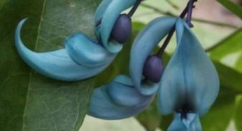 Flor de jade – Família das Leguminosas