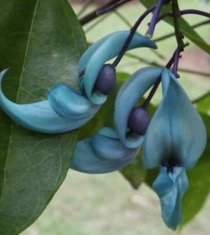 Flor de jade - Família das Leguminosas | Blog das Flores
