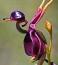 flor orquidea pato voador 34 wpp1659446042802
