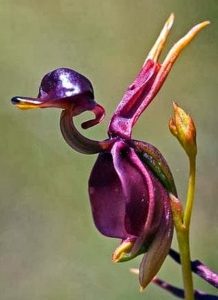 Orquídea pato voador – Caleana major