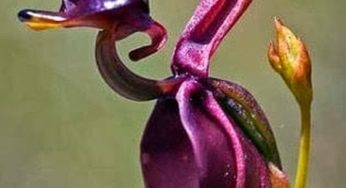 Orquídea pato voador – Caleana major