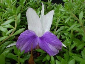 Canangas-do-japão (Flor-da-Terra) - Família Zingiberaceae