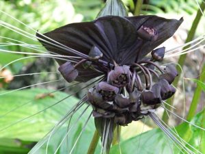 Tacca Chantrieri – Flor Morcego