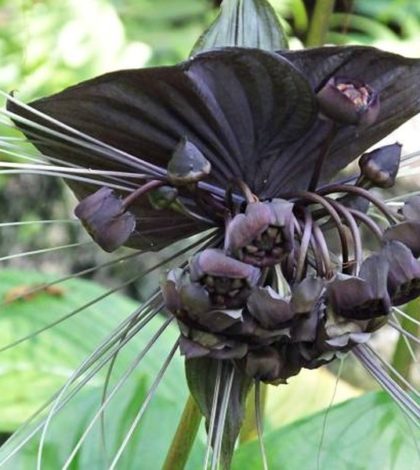 Tacca Chantrieri - Flor Morcego possui flores se assemelham a morcegos