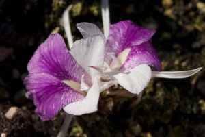 Canangas-do-japão (Flor-da-Terra) – Família Zingiberaceae