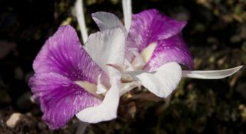 Canangas-do-japão (Flor-da-Terra) – Família Zingiberaceae