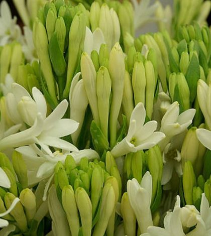 Angélicas simbolizam a pureza - Família Agavaceae | Blog das Flores