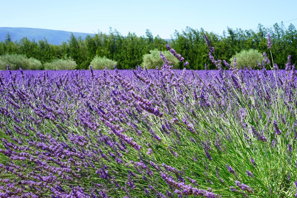 lavender blossom lavender lavender field lavender flowers blue flowers purple dunkellia 483600.jpgd