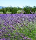 lavender blossom lavender lavender field lavender flowers blue flowers purple dunkellia 483600.jpgd