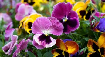 Flor Amor-perfeito (Viola tricolor) | familia Violaceae
