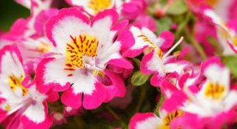 Cuidar de Torênias ou Amor Perfeito de Verão – Família Scrophulariaceae