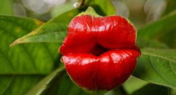 Flor do beijo (Psychotria elata) – Família Rubiace