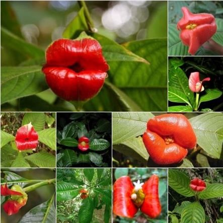 Flor do beijo (Psychotria elata) - Família Rubiace