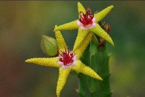 Flor da estrela do mar (Strepelia flavopurpurea) – Família Apocynaceae