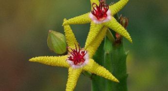 Flor da estrela do mar (Strepelia flavopurpurea) – Família Apocynaceae