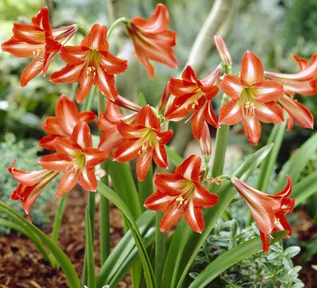 Amarilis - Saiba Como Cuidar (Hippeastrum hybridum) - Blog das Flores