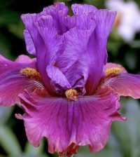 iris flor 889