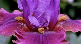 Iris ou Iris Sanguinea – Saiba Como Cuidar (Iridaceae)