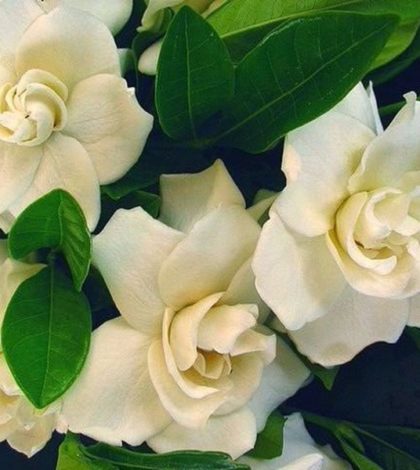 Gardenia Jasminoides - Blog das Flores
