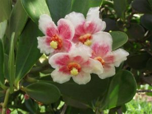 clusias-flores-goyo-55