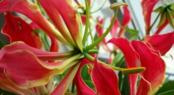 Gloriosas (Gloriosa rothschildiana) – Família das Liliáceas