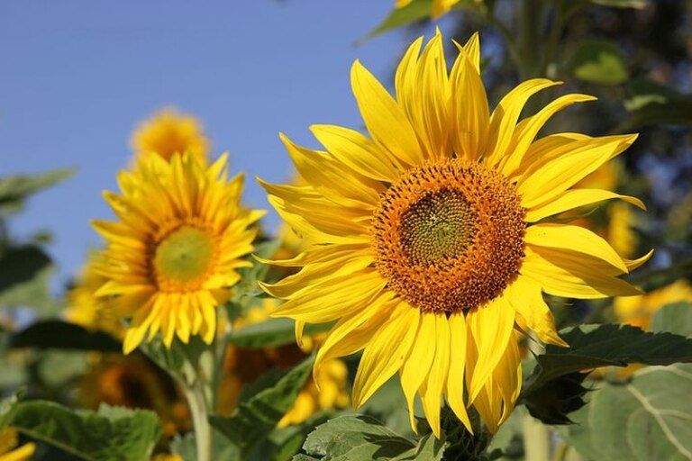 Girassol - Helianthus annuus era o símbolo do sol nas culturas americanas