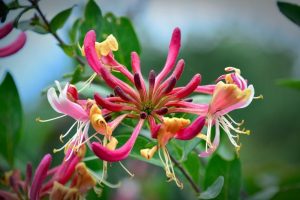 Madressilva – Lonicera japonica – Como Cuidar