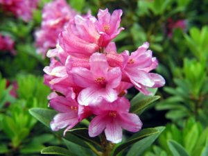 Rododendro: A Majestosa Flor de Jardins Exuberantes