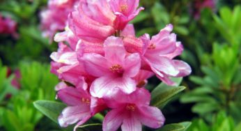 Rododendro: A Majestosa Flor de Jardins Exuberantes