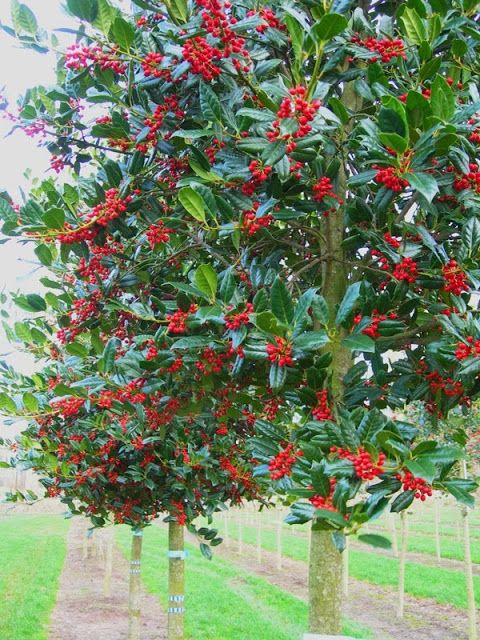 Azevinho pode viver 100 anos ou mais Azevinho pode viver 100 anos ou mais