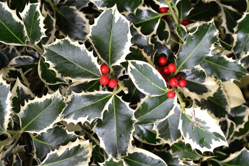 Azevinho pode viver 100 anos ou mais Azevinho pode viver 100 anos ou mais