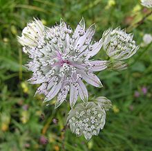 Astrantia foto 1 Astrantia foto 1