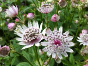 Astrantia foto 2 Astrantia foto 2