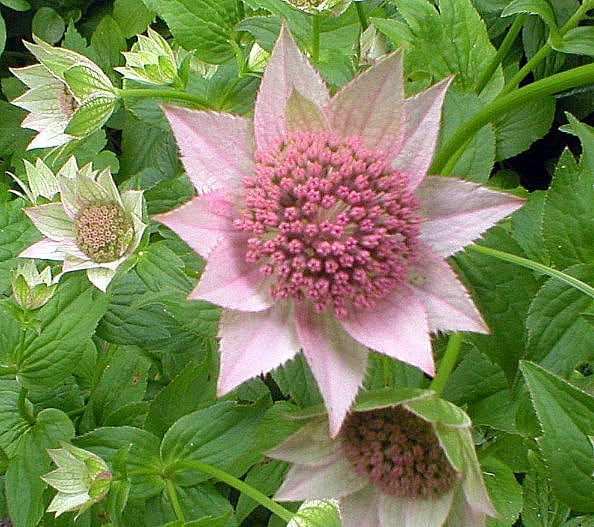 Astrantia foto 3 Astrantia foto 3