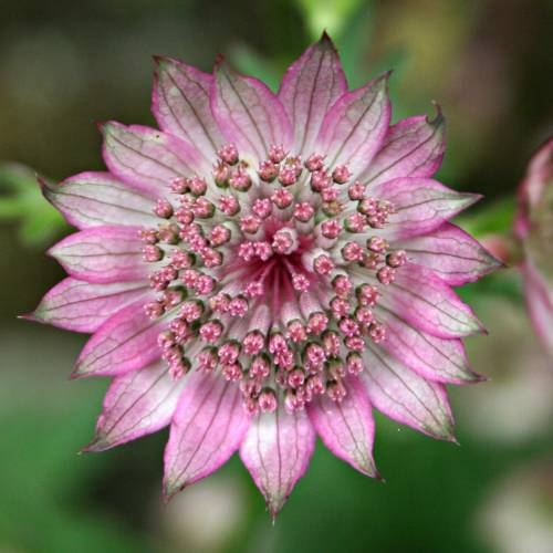 Apiaceae