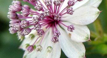 Astrantia – Família Apiaceae