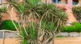 Dracena de Madagáscar – Família Ruscaceae